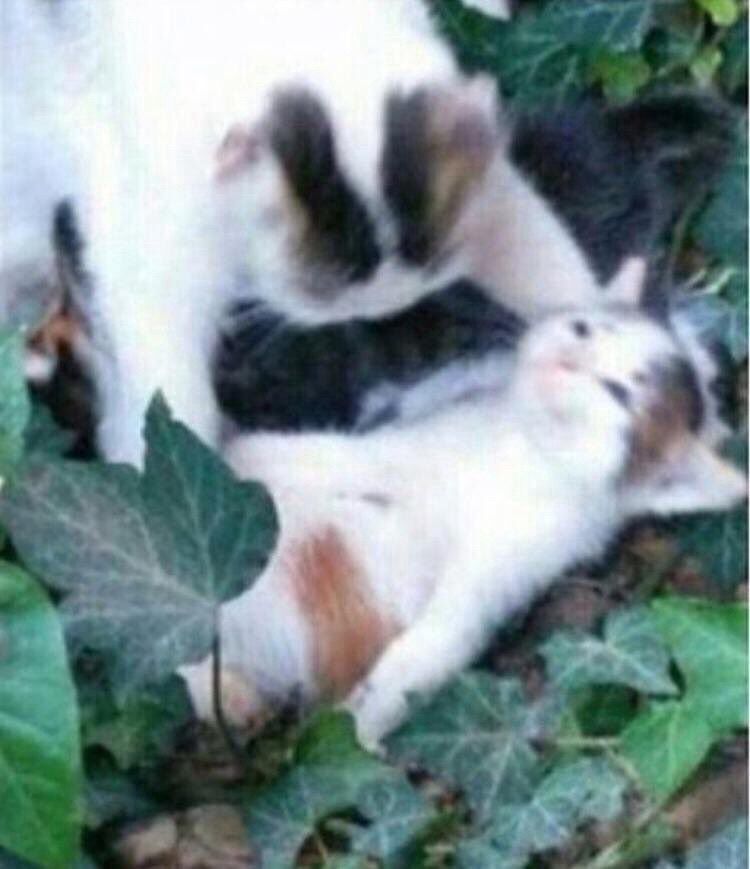 Cat laying down on it’s back while another cat looks over in distraught thinking they have passed on idk bruh shoo already im tweaking 