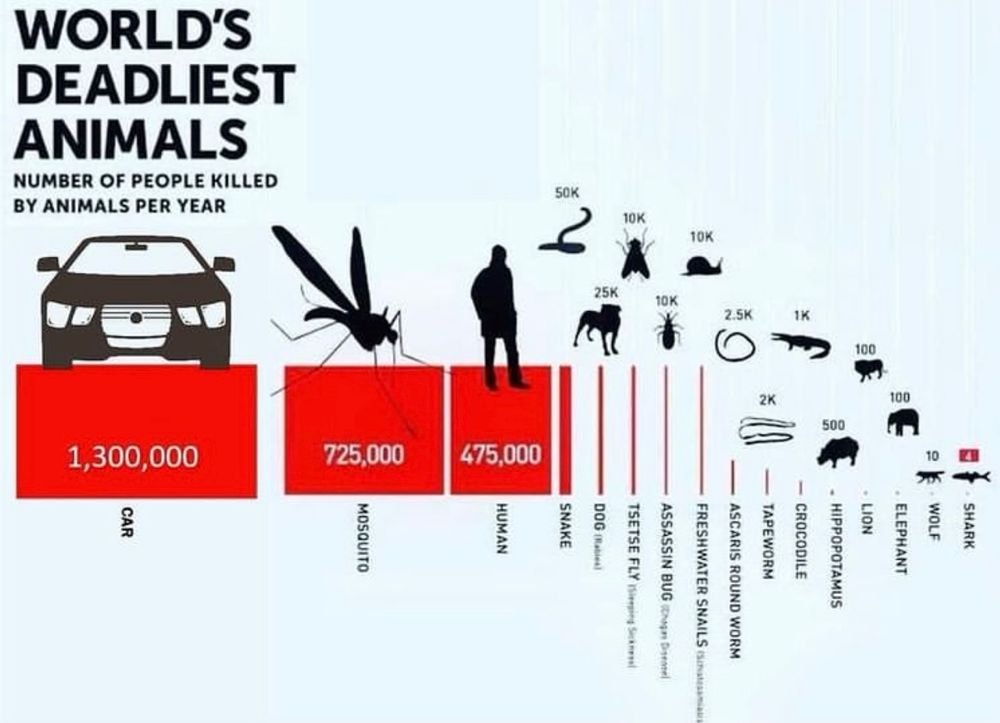 Grafik: WORLD'S DEADLIEST ANIMALS
NUMBER OF PEOPLE KILLED BY ANIMALS PER YEAR
Car: 1.300.000
Mosquito: 725.000
Human: 475.000
Snake: 50.000