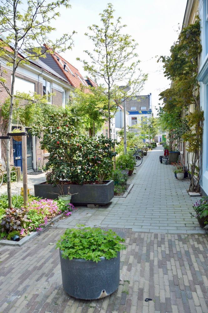 Straße mit vielen Pflanzen in der Mitte. Links und Rechts davon ist Platz für Rad- und Fußverkehr.