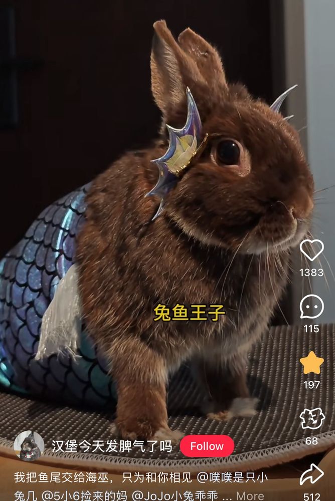 a greybrown bunny dressed as a mermaid