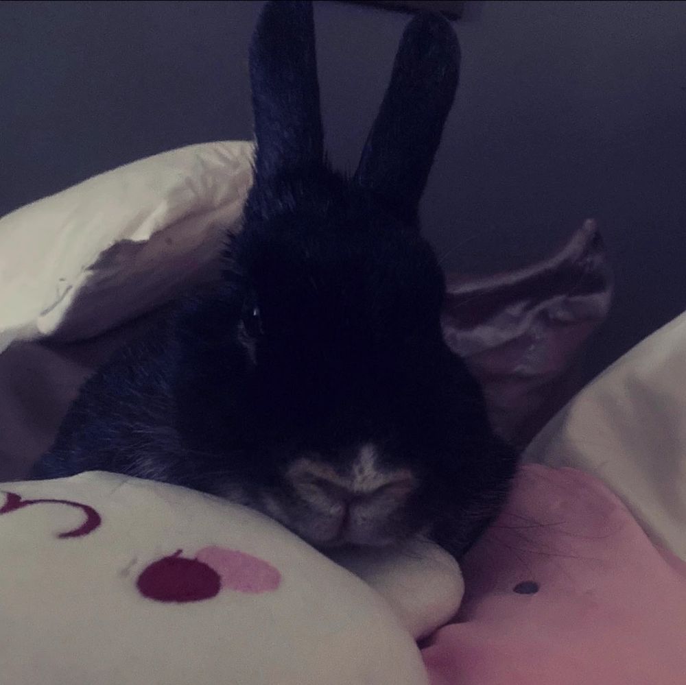 silver martin rabbit snuggled into a strawberry pillow. 