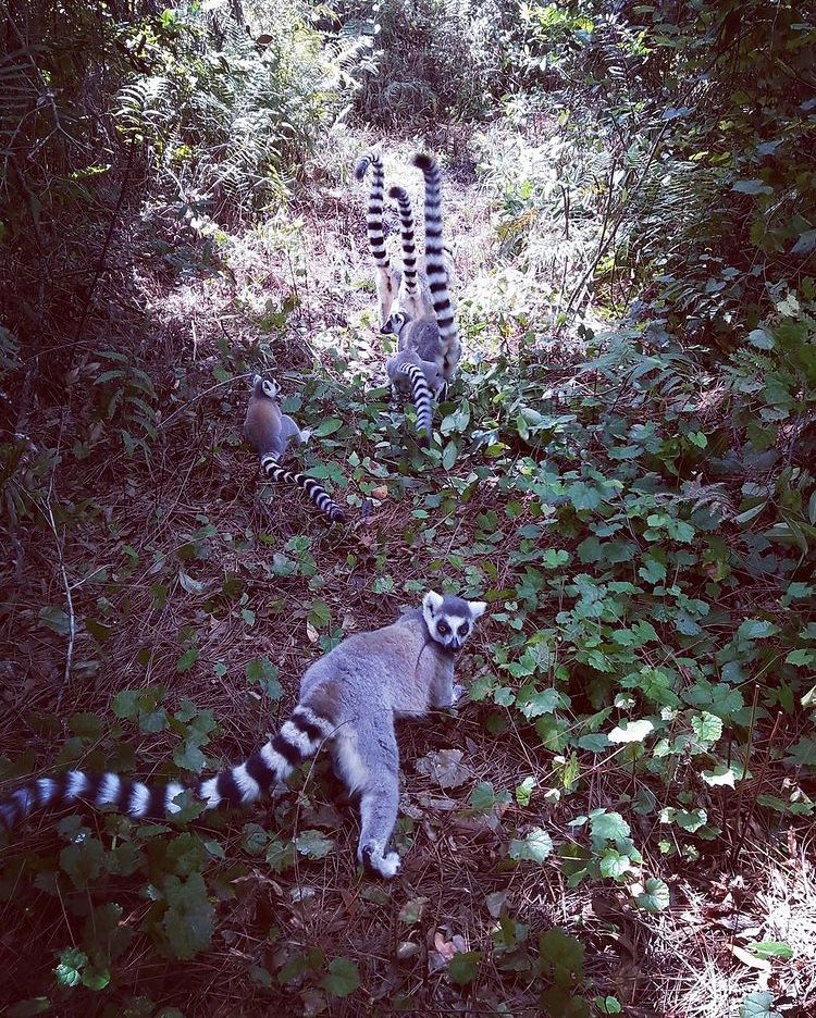 a line of lemur catta, tails up, with one at the rear checking to make sure i’m keeping up. 