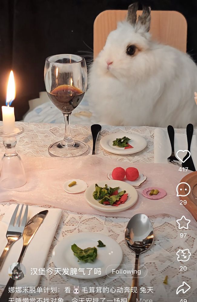 the blonde bunny’s view of his date, a fluffy white bunny across the dinner table