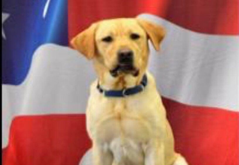 The Arlington County Fire Department is welcoming a new dog deputy, and he's not joking around. Joker, a male yellow Labrador retriever, is in training to help detect "fire accelerants" at the scene of...
