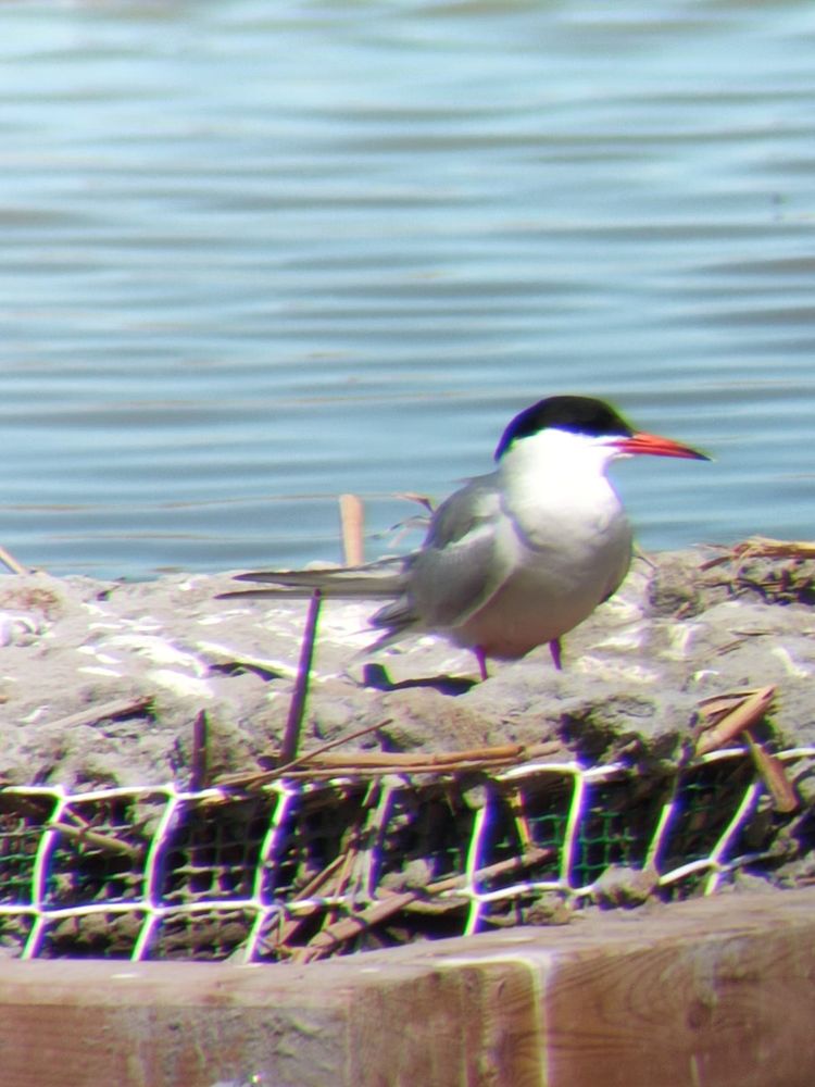 Charrán común (Sterna hirundo) 