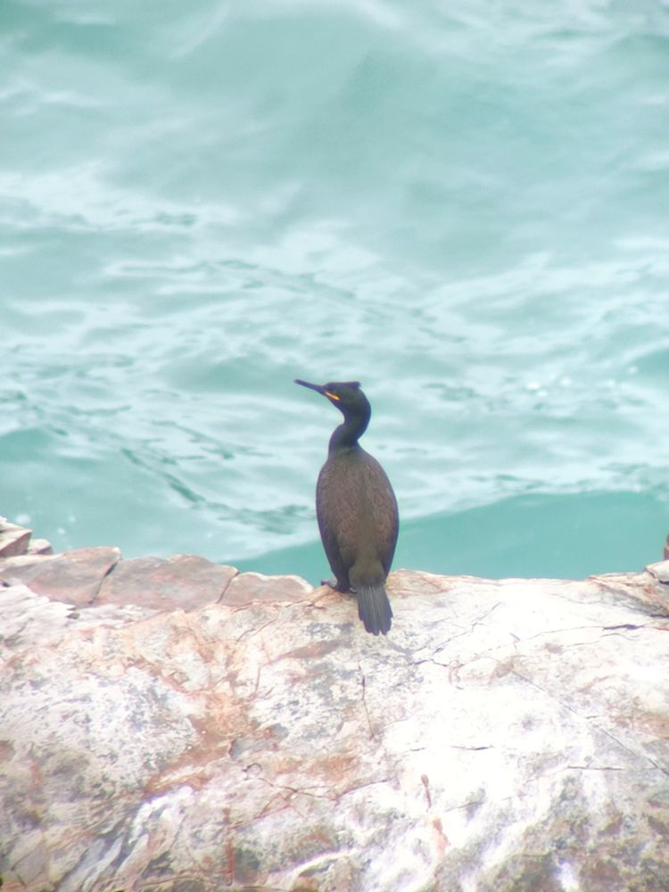 Phalacrocorax aristotelis