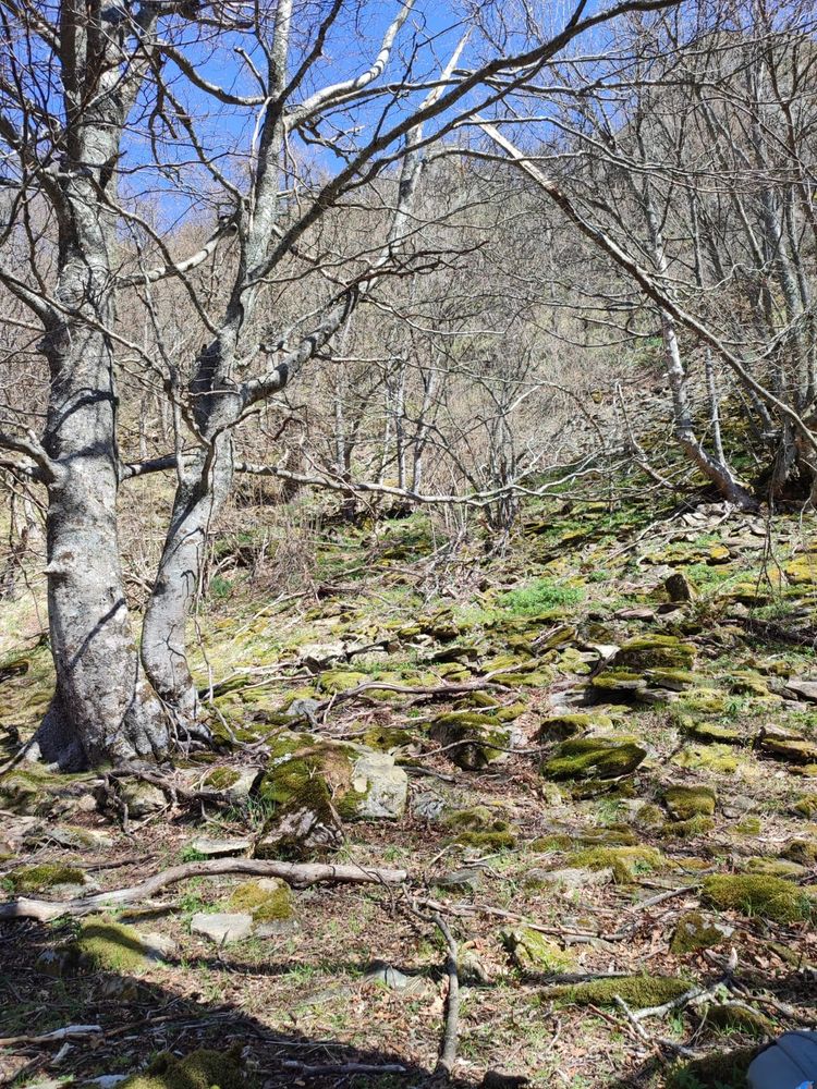 Bosque de hoja caduca. Plántulas, juveniles y líquenes. 