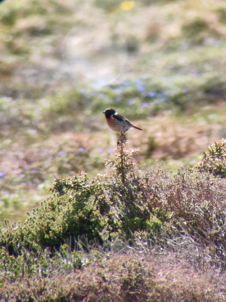 Tarabilla europea (Saxicola rubicola)