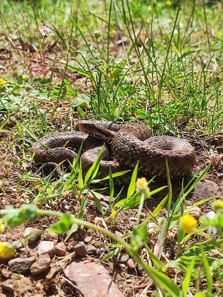 Víbora cantábrica (Vipera seoanei)