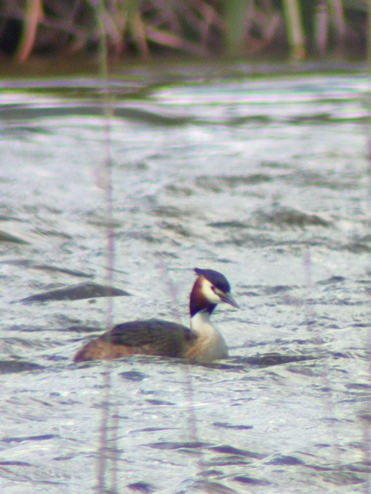 Somormujo lavanco (Podiceps cristatus)