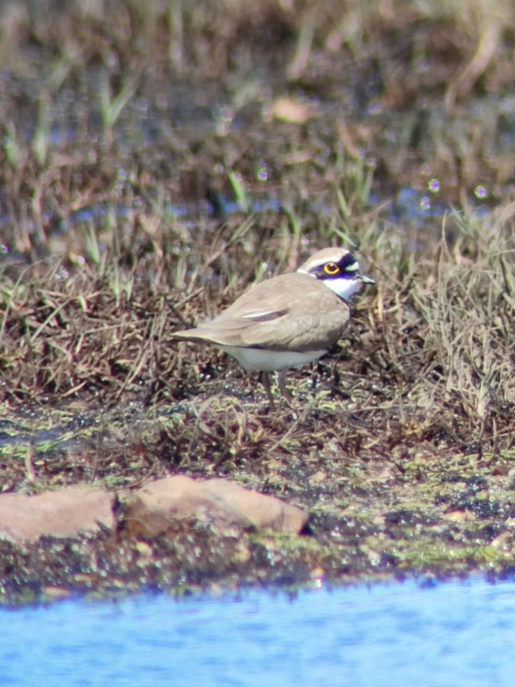 Chorlitejo chico (Charadrius dubius)
