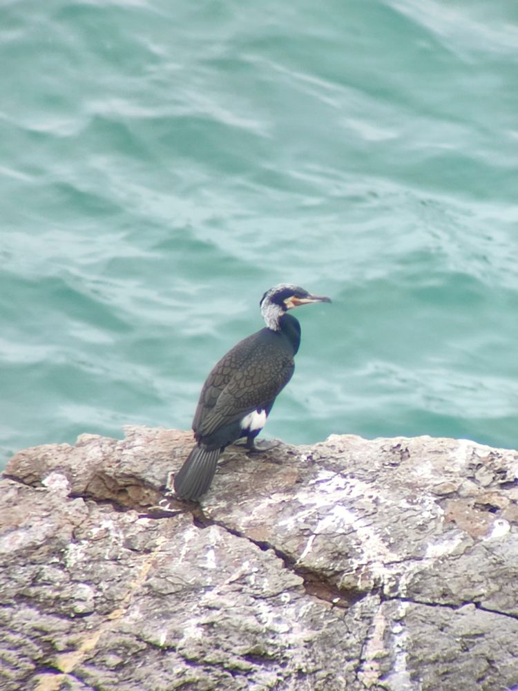 Phalacrocorax carbo