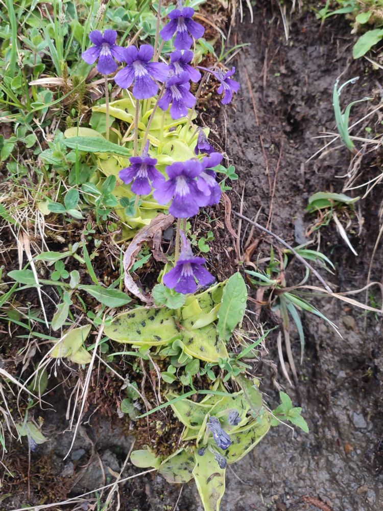 Pinguicula grandiflora