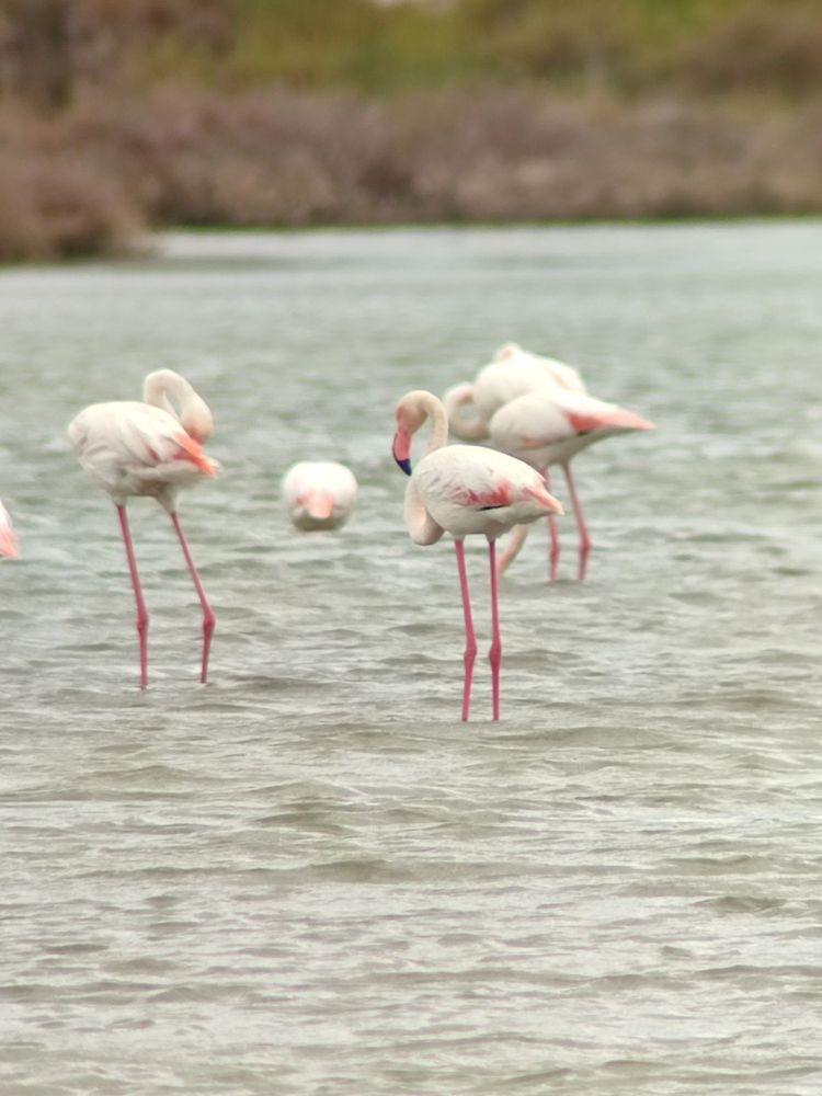 Flamenco común (Phoenicopterus roseus)
