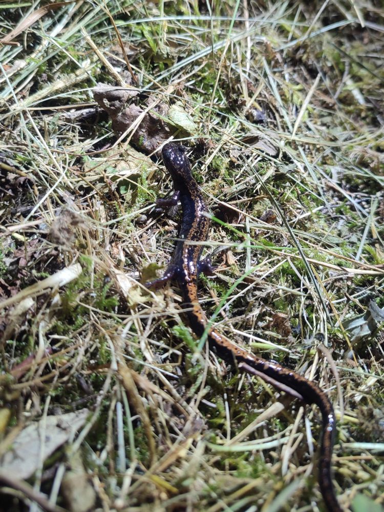 Salamandra rabilarga (Chioglossa lusitanica)