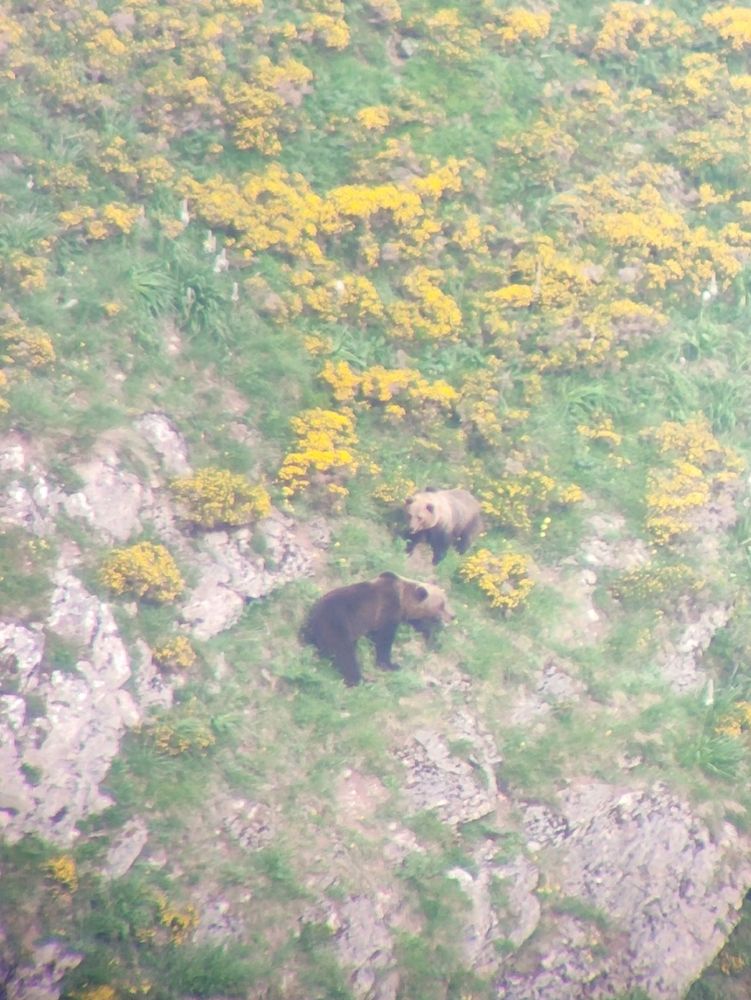 Pareja de osos pardos (Ursus arctos)