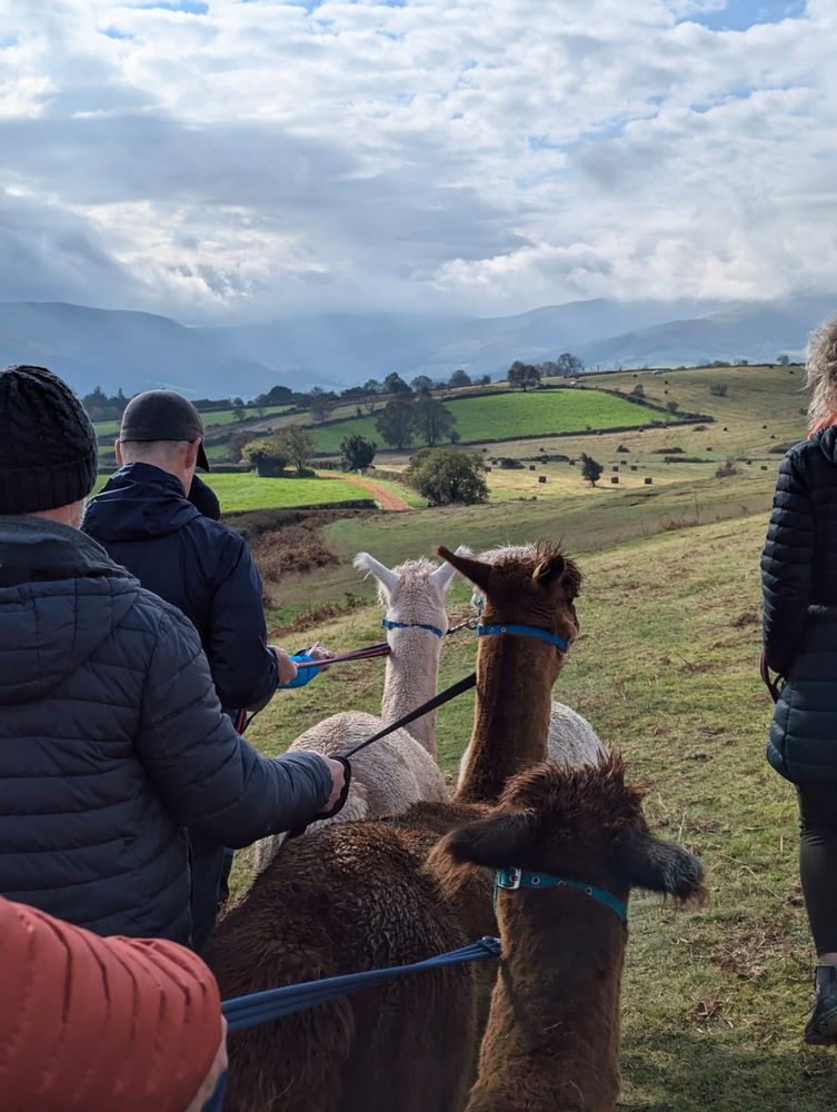 From behind - some people walk alpacas in the mountains.