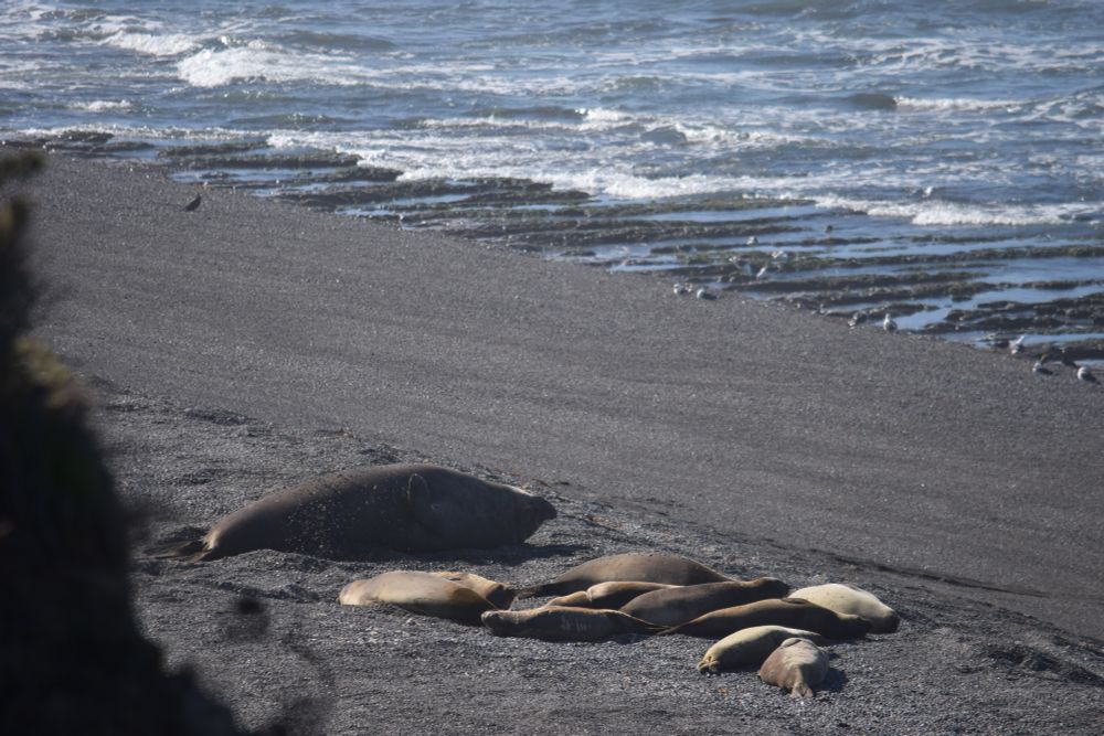 An enormous (though still young!) male elephant seal, illustrating just how big carnivorans can get, Península Valdés, Argentina