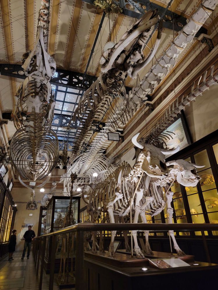 Mammals of sea and land amidst architecture from La Plata's glory days