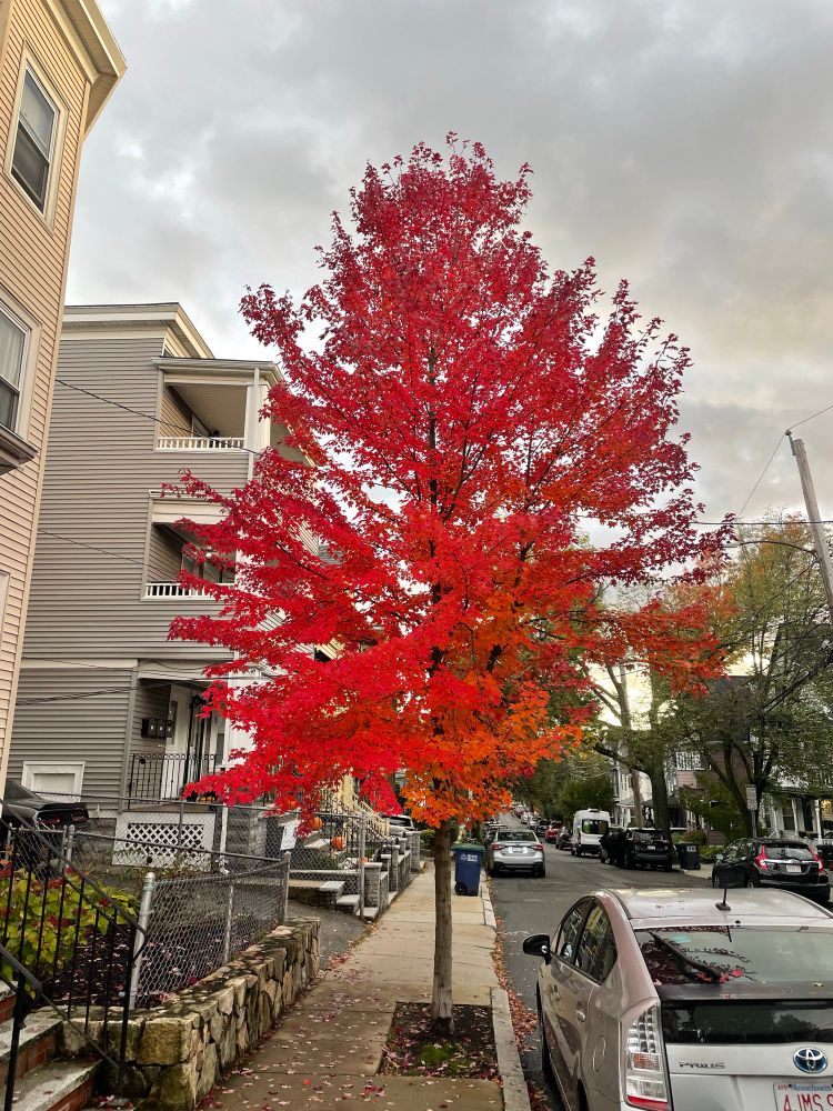 A tree with vivid red leaves for fall