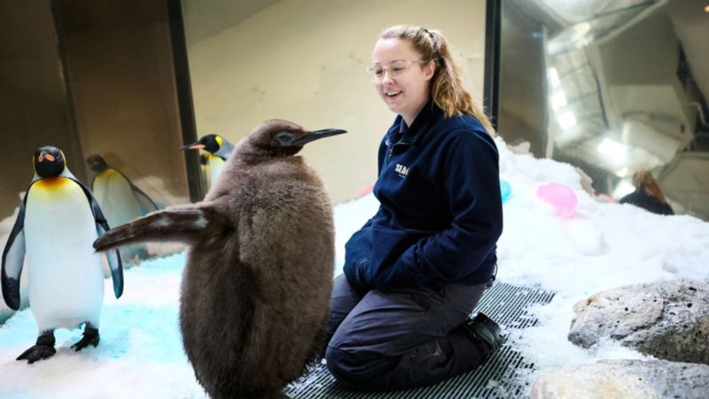 Pesto the baby penguin is already taller than his parents. Now he’s a social media star | CNN