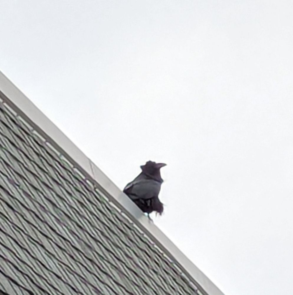 A black raven perched on a roof with feathers ruffled up. Its head is turned towards the viewer.