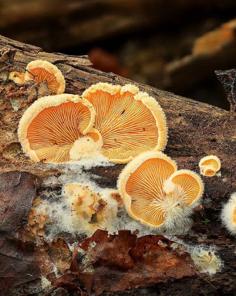 Phyllotopsis nidulans / Stinking Orange Oyster