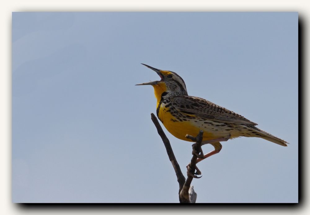 Western Meadow Lark, singing in a tree top.