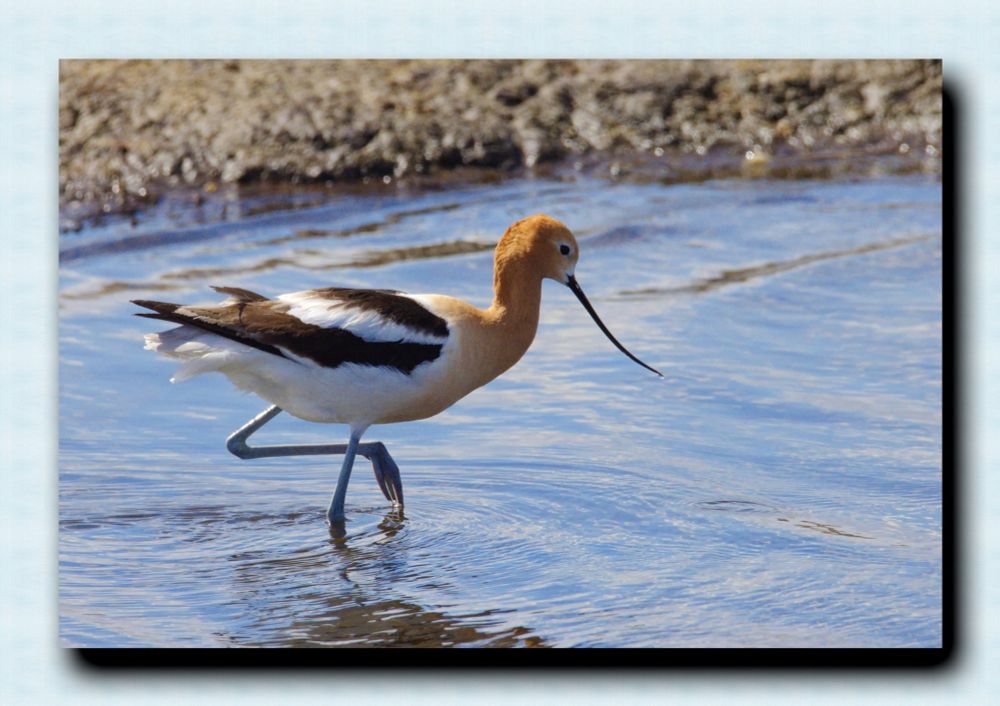 Beautiful Avocet at the waters edge.