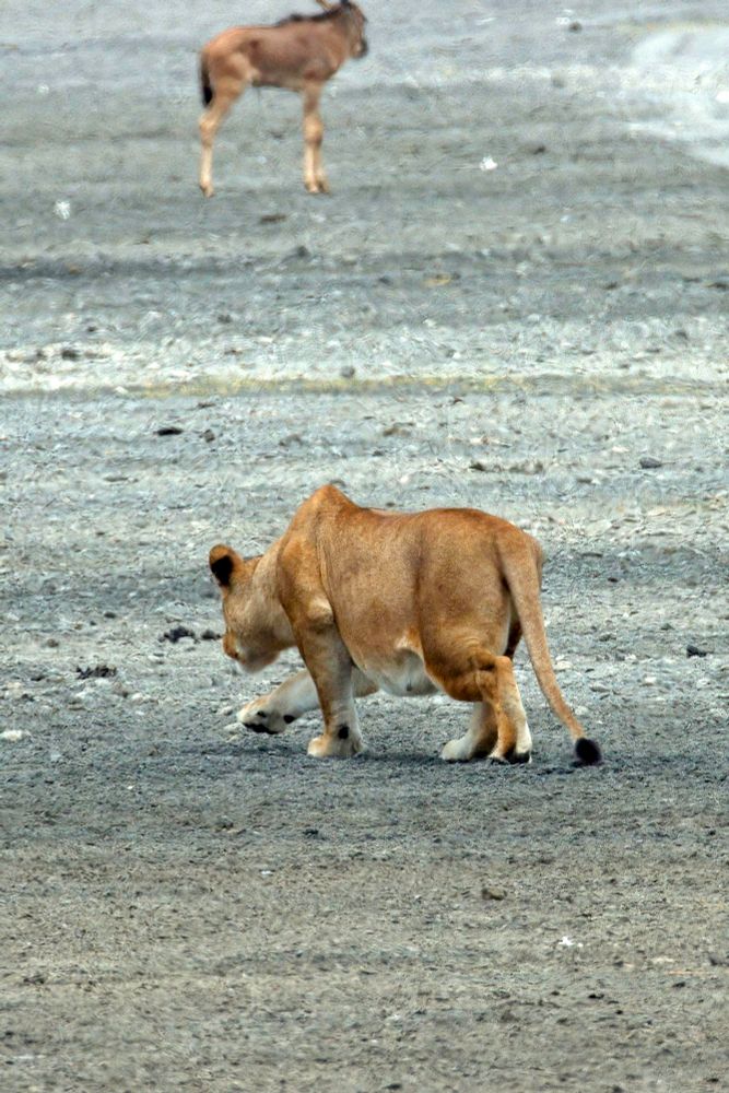 Lioness stalking 