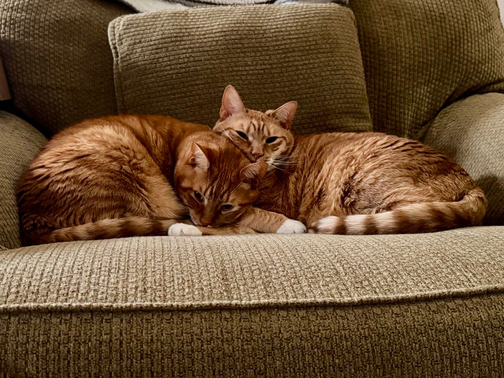 Two super cute orange cats cuddling on a big green chair