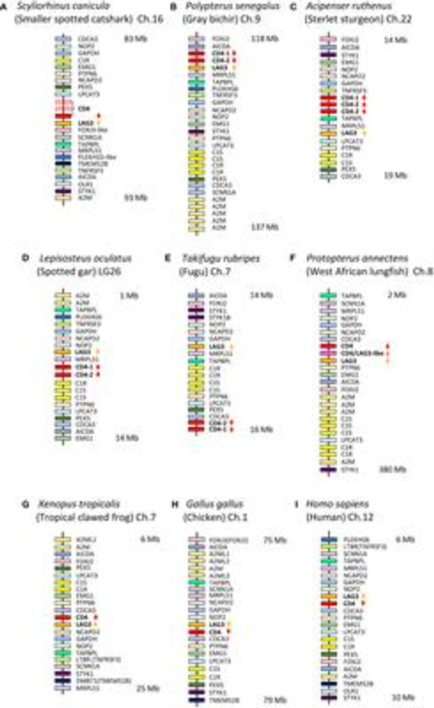 CD4 and LAG-3 from sharks to humans: related molecules with motifs for opposing functions