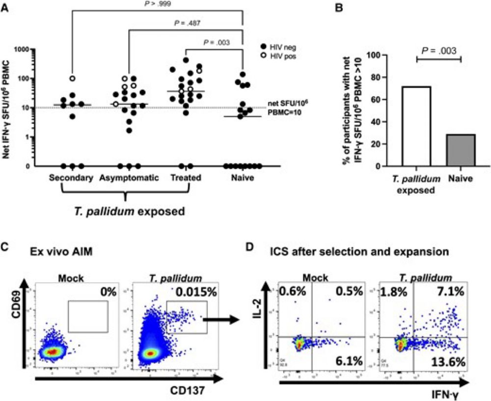 Treponema pallidum Periplasmic and Membrane Proteins Are Recognized by Circulating and Skin CD4+ T Cells