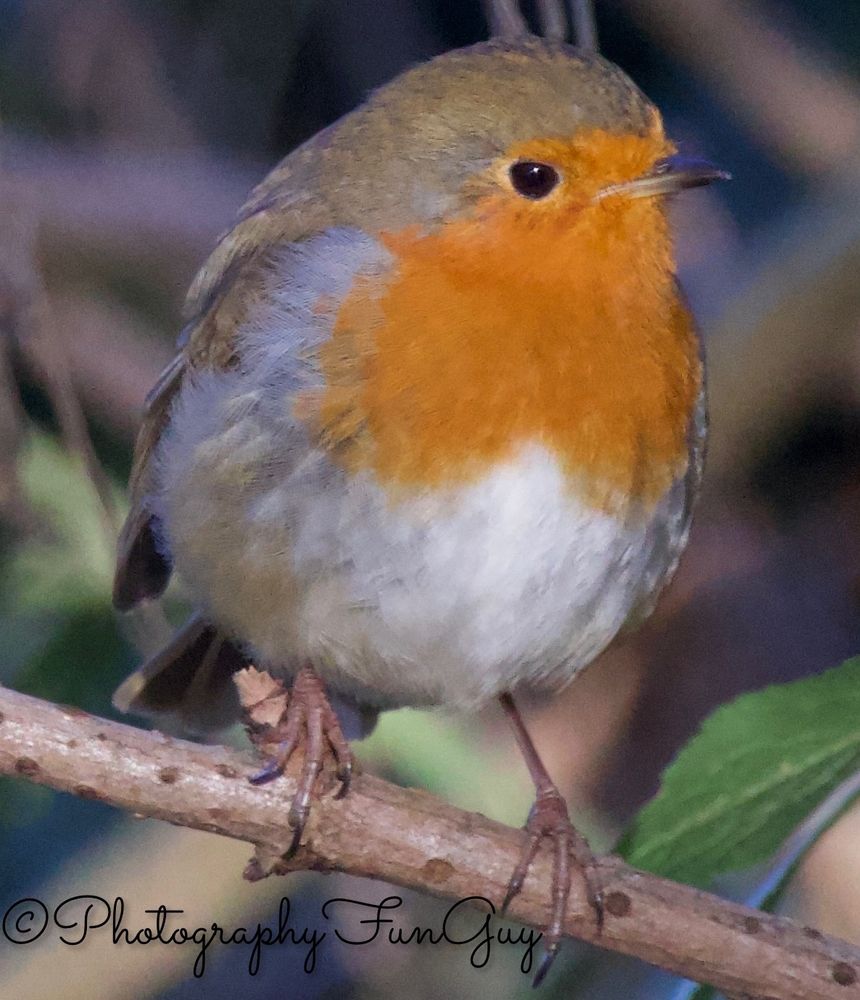 The picture shows a small bird perched on a thin branch. The bird has a distinctive appearance with an orange-red breast, a white belly, and olive-brown upper parts. Its face features a black eye with a thin white eye-ring, and it has a small, pointed beak. The background is blurred with shades of green and brown, suggesting a natural outdoor setting, likely in a garden or woodland area. The bird appears alert and is looking slightly to its right. This bird is commonly known as a European Robin (Erithacus rubecula).