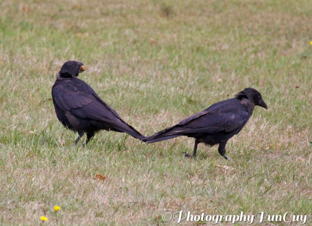 The picture shows two black crows standing on a grassy field. One crow is holding a small object, possibly food, in its beak. The grass is a mix of green and dry patches, with a few small yellow flowers visible. The scene appears to be outdoors in a natural setting.