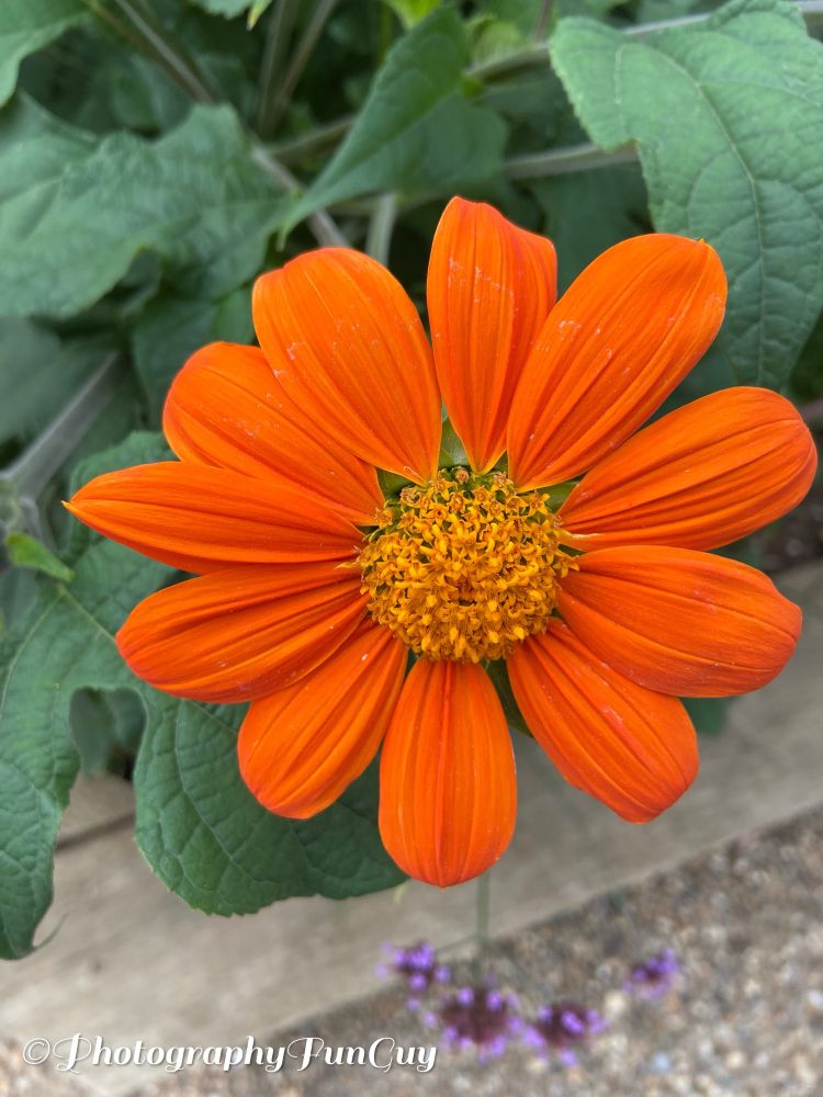 The picture shows a vibrant orange flower with multiple petals radiating from a central yellow disc. The flower is surrounded by large, green, heart-shaped leaves. The background includes a gravel surface and some small purple flowers, suggesting an outdoor garden setting. The lighting is bright, highlighting the flower's vivid color and texture.