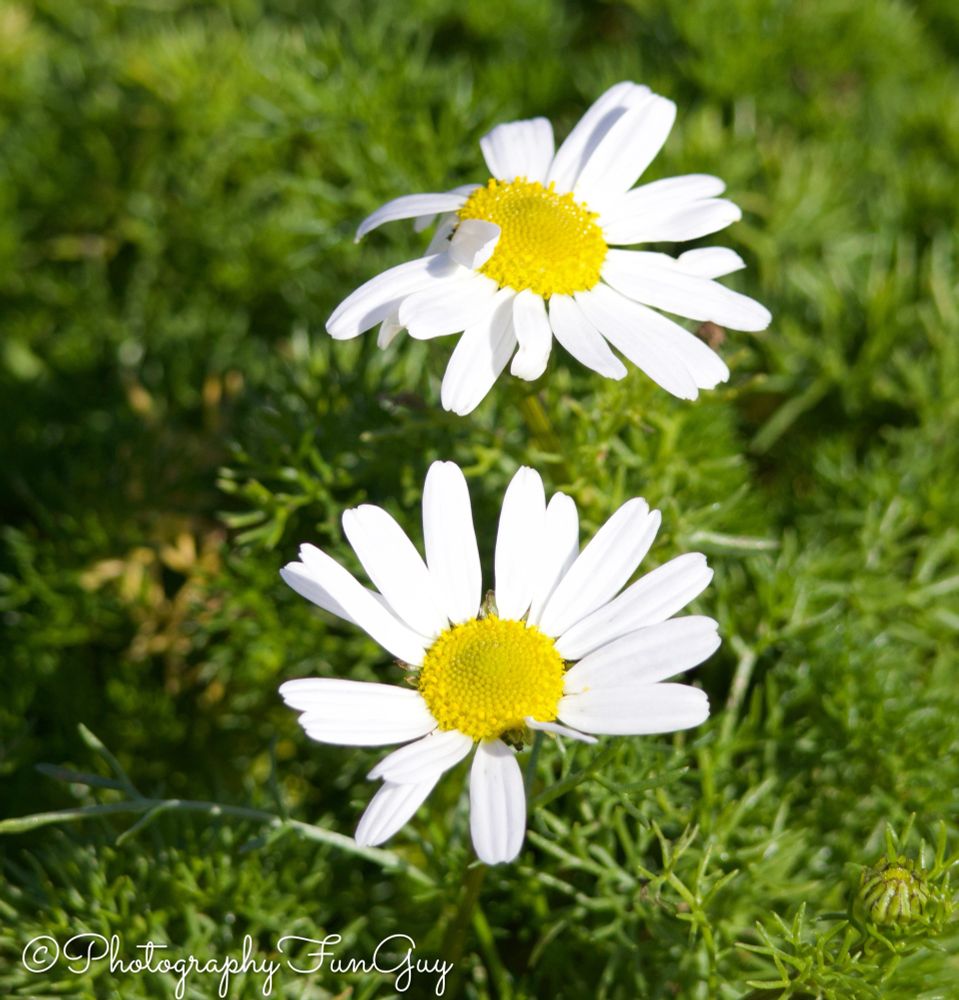 The picture features two white daisy-like flowers with bright yellow centers. Each flower has numerous white petals radiating from the central yellow disc. The flowers are in full bloom and are set against a blurred background of green foliage, which creates a soft, natural bokeh effect. The leaves surrounding the flowers are fine and feathery, adding a delicate texture to the scene. The overall composition highlights the simplicity and beauty of the flowers in a garden or natural setting.