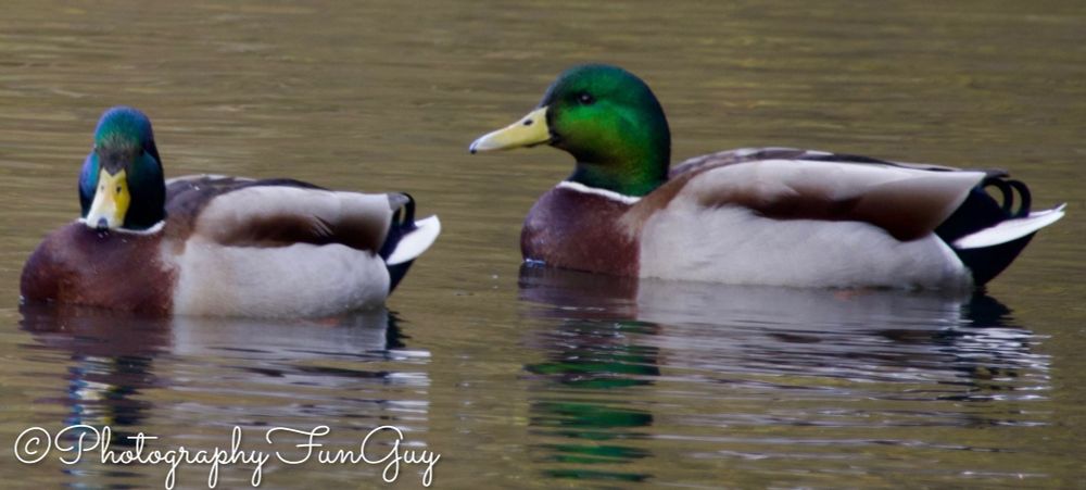The picture shows two male mallard ducks swimming side by side on a calm body of water. Both ducks have distinctive features typical of male mallards: iridescent green heads, yellow beaks, brown chests, and grayish-white bodies with black and white tail feathers. The water surface is slightly rippled, reflecting the ducks and their surroundings. The overall scene is serene and natural.