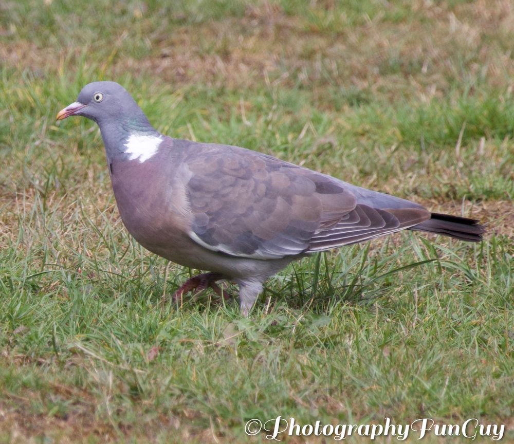 The picture shows a pigeon standing on a grassy area. The pigeon has a mix of gray and purple feathers, with a distinctive white patch on its neck. Its beak is light-colored, and it appears to be looking to the side. The grass around it is green with some patches of dry or brown areas. The background is slightly blurred, keeping the focus on the pigeon.
