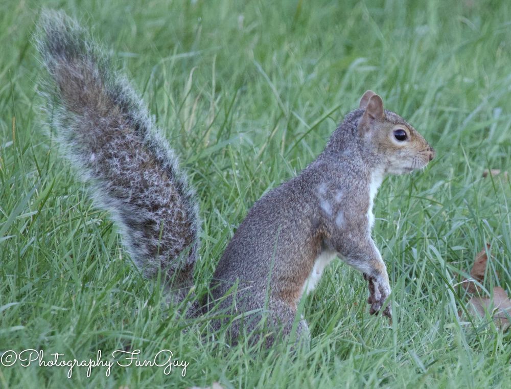 The picture shows a close-up of a gray squirrel standing on green grass. The squirrel has a bushy tail with a mix of gray and white fur, and its body is primarily gray with some lighter patches. It is looking slightly to the side, with its front paws visible and its ears perked up. The background is a lush, green grassy area, slightly blurred, which keeps the focus on the squirrel. The overall scene appears to be outdoors on a bright day.