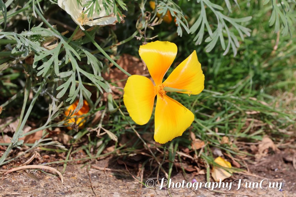 The photo shows a bright yellow flower with four petals, likely a California poppy, growing in a natural setting. The flower is surrounded by green, feathery leaves and some grass. The ground appears to be a mix of soil and small rocks, with a few dried leaves and another white flower visible in the background. The lighting suggests it was taken during the daytime.