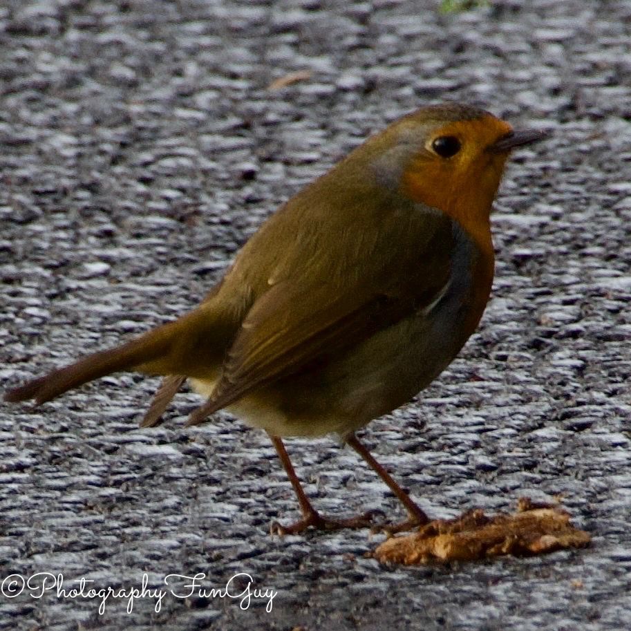 The image features a close-up of a small, plump bird, identified as a European Robin (Erithacus rubecula), standing on a textured, grey asphalt or gravel surface.
Key Visual Elements
• The Bird: The robin is the central focus, shown in profile facing to the right. It has a characteristic bright orange-red breast and face, which fades into a soft greyish-blue border around the neck. Its upper body and wings are a muted olive-brown, and it has a pale, off-white underbelly.
• Physical Details: The bird has a small, dark, pointed beak and a large, dark eye that gives it an alert expression. Its legs are thin and dark, appearing delicate against the rough ground.
• Foreground Object: Directly in front of the robin’s feet lies a small, jagged piece of brown organic material, possibly a piece of bark, a dried leaf, or a bit of food it has found.
• The Background: The ground is a dark, speckled grey, consisting of small stones or coarse pavement. The background is slightly out of focus, which helps the bird stand out, though a tiny hint of green foliage is visible at the very top edge.
Lighting and Mood
The lighting appears somewhat dim or overcast, casting soft shadows and highlighting the rich textures of the bird's feathers and the rough ground. The overall mood is quiet and observant, capturing a common but beautiful moment in nature.