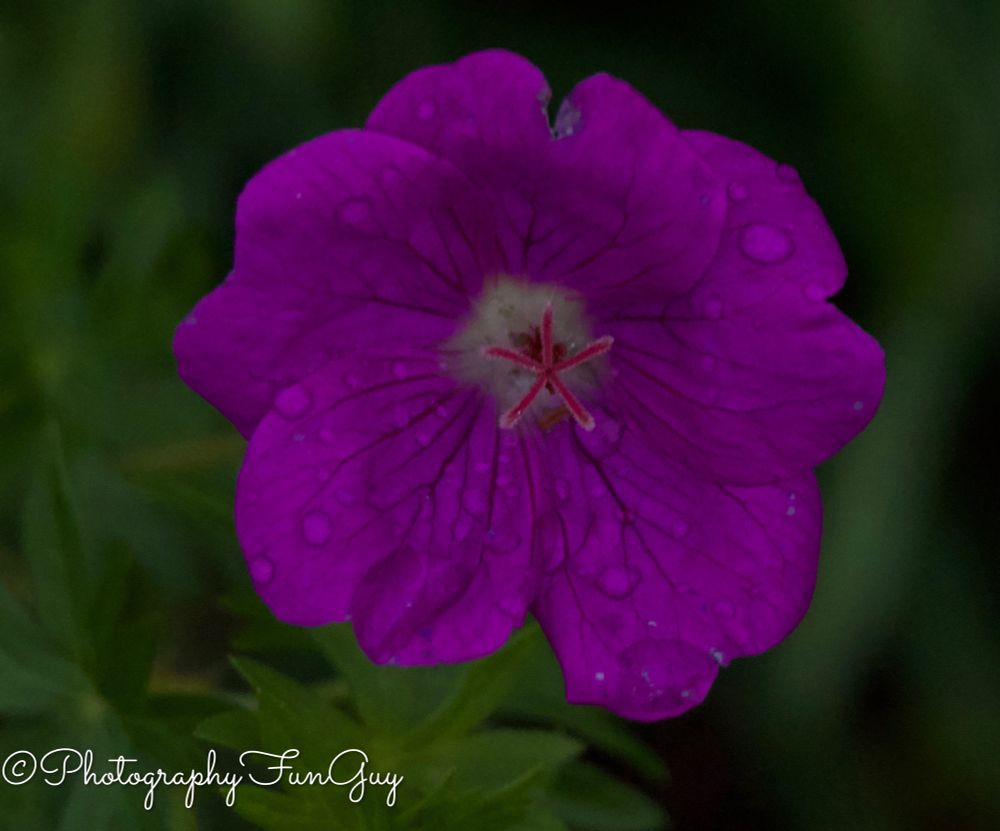 The picture shows a close-up of a vibrant purple flower with five petals. The petals are a deep magenta color with visible veins running through them. The center of the flower has a cluster of white and reddish stamens surrounded by a fuzzy, light-colored area. There are small water droplets on the petals, giving the flower a fresh, dewy appearance. The background is blurred and dark green, likely consisting of foliage, which helps to highlight the bright color of the flower. The overall image has a soft, natural feel, emphasizing the beauty and detail of the flower.