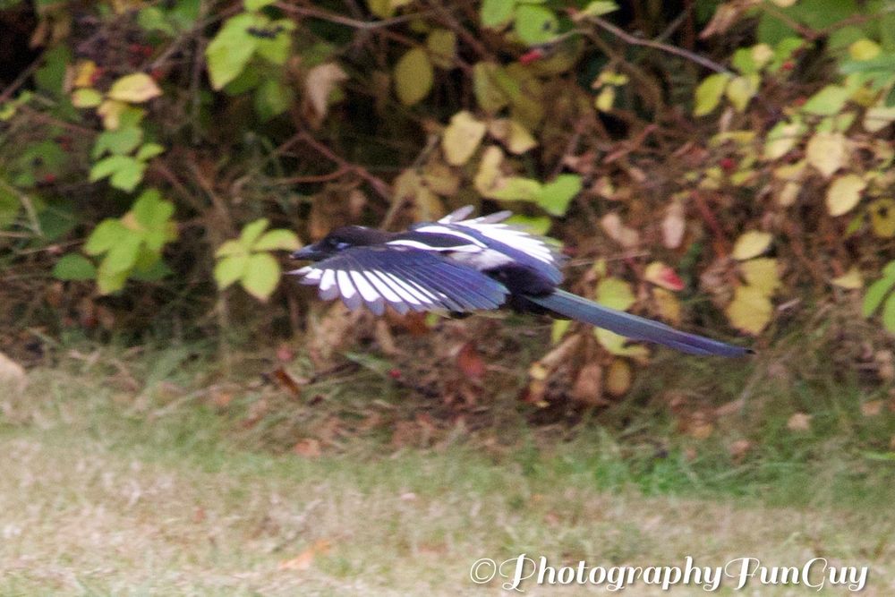 This image captures a Eurasian magpie in mid-flight, gliding low over a grassy field. The bird is the central focus, its wings outstretched, showing the distinctive black and white plumage. The body is mostly a shiny black, with striking white patches on its wings. The long, slender tail feathers fan out behind it. In the background, there's a dense line of green and brownish foliage, likely a hedge or a thicket of bushes, with what appears to be some berries mixed in. The grass in the foreground is a bit dry and patchy, suggesting it's either late summer or early autumn. The overall lighting seems to be a bit overcast.