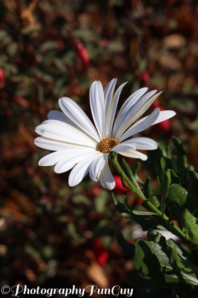 The picture shows a close-up of a white daisy-like flower with a yellow center, surrounded by green leaves. The background is blurred, featuring a mix of green foliage and reddish-brown elements, likely other plants or flowers, creating a natural outdoor setting. The flower is in sharp focus, highlighting its delicate petals and vibrant colors.