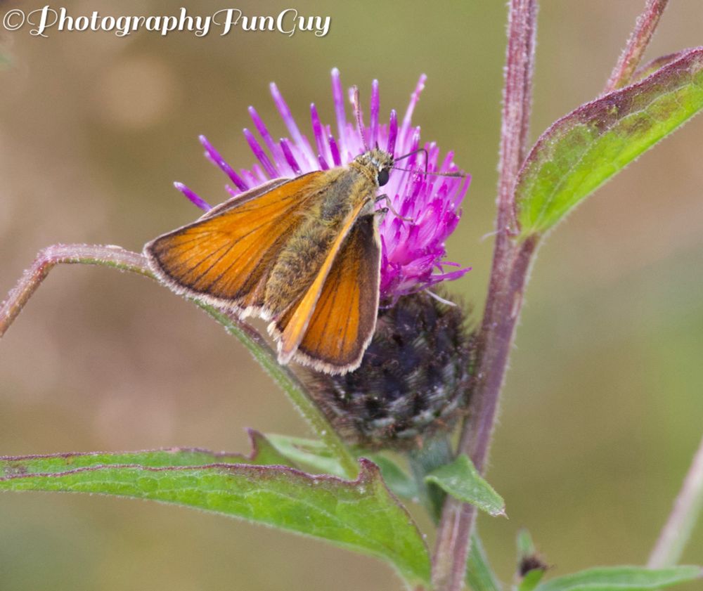 A vibrant Small Skipper Butterfly resting on a wildflower 