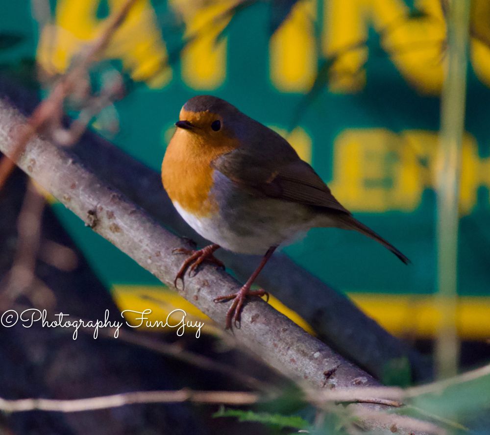 The picture shows a small bird, likely a European Robin, perched on a thin branch. The bird has a distinctive orange-red breast, a greyish-brown back, and a white belly. Its beak is small and pointed, and its eyes are dark and round. The background is blurred but features vibrant yellow and green colors, possibly from flowers or foliage, creating a bokeh effect that highlights the bird as the focal point. The overall scene has a bright and natural feel, with soft lighting enhancing the bird's colors.