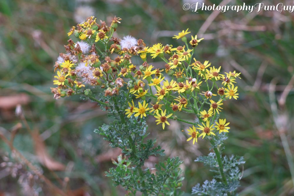 This close-up photograph captures a plant with numerous small, yellow, daisy-like flowers. The flowers are arranged in clusters at the top of green, leafy stems. Some of the flowers on the left side of the image appear to be past their prime, showing white, fluffy seed heads, suggesting they are going to seed. The leaves of the plant are deeply lobed and a medium green color. The background is softly blurred, showing hints of green foliage and brown tones, indicating an outdoor, natural setting.