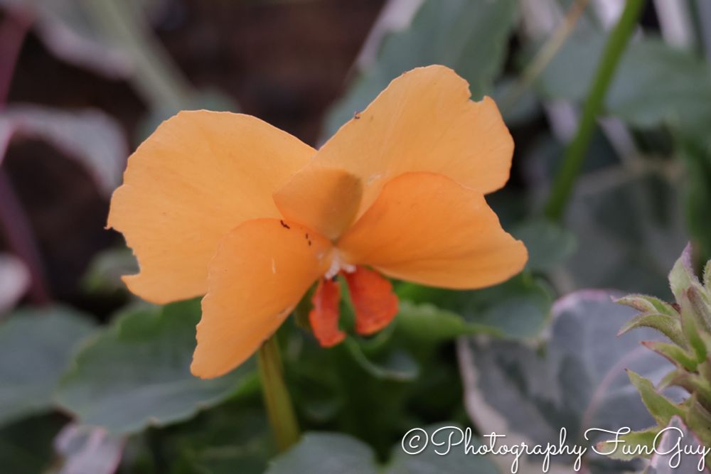 The picture shows a close-up of a delicate flower with soft orange to peach-colored petals. The flower has a simple, open shape with overlapping petals and a slightly darker orange center. It stands out against a background of green leaves, some of which appear slightly fuzzy or textured. The background is gently blurred, drawing attention to the flower and giving the image a calm, natural feel, as if taken in a garden or outdoor setting.