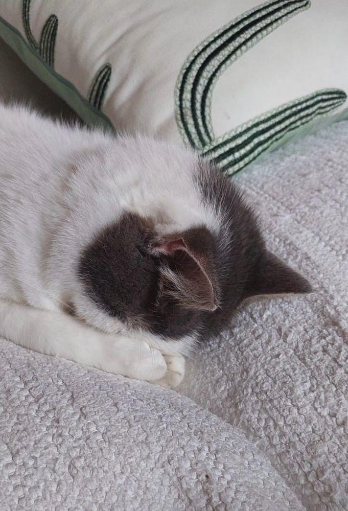 White cat with dark grey markings lying on a white sofa, hiding his face between his front paws.